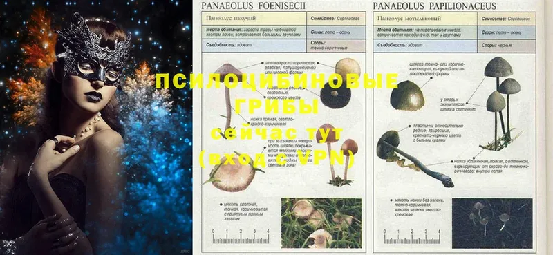 что такое   Воскресенск  Псилоцибиновые грибы MAGIC MUSHROOMS 